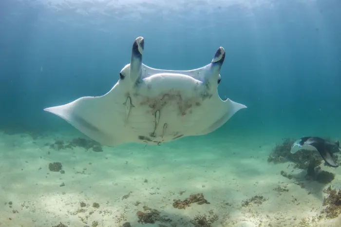 Framed Print : manta coming