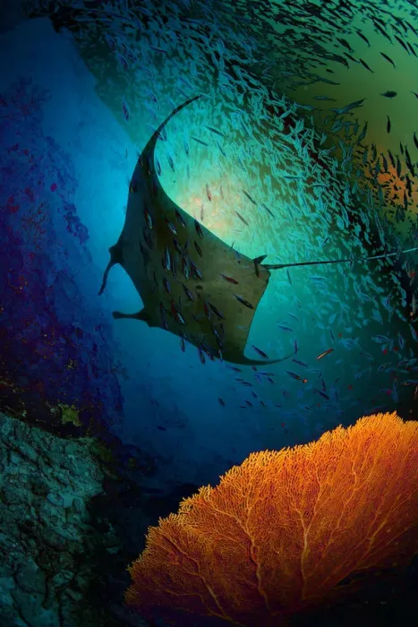 Framed Print : Manta dreams Framed Print : Manta dreams