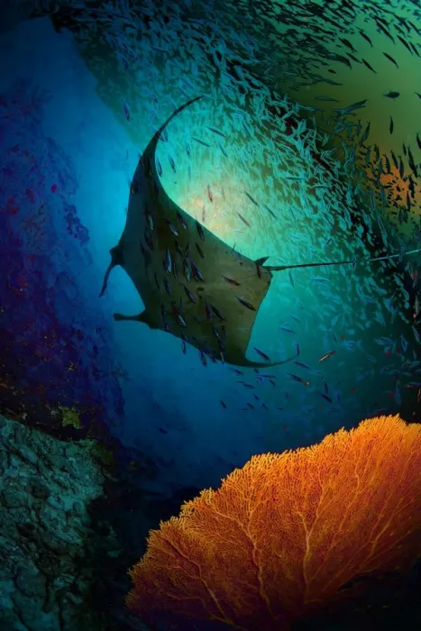 Framed Print : Manta dreams