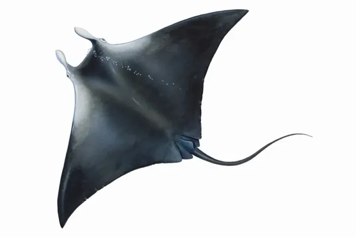 Framed Print : Manta Ray (Manta birostris), black back, elevated view Framed Print : Manta Ray (Manta birostris), black back, elevated view