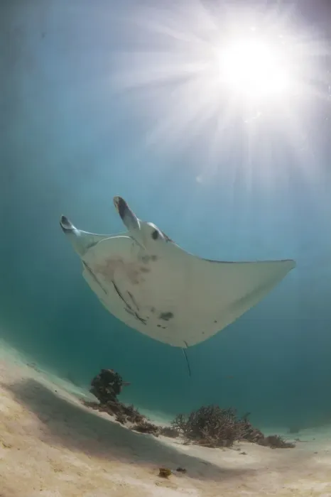 Framed Print : manta in the sun