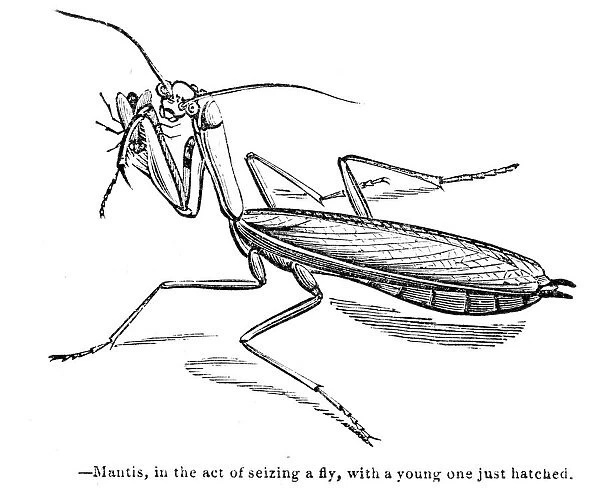 Mantis engraving 1893