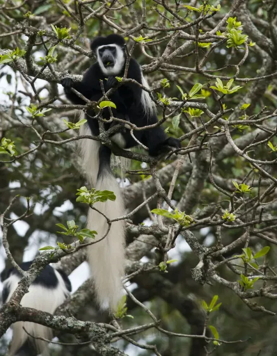 Framed Print : Mantled Guereza (Colobus guereza), Arusha National Park, Tanzania, Africa Framed Print : Mantled Guereza (Colobus guereza), Arusha National Park, Tanzania, Africa