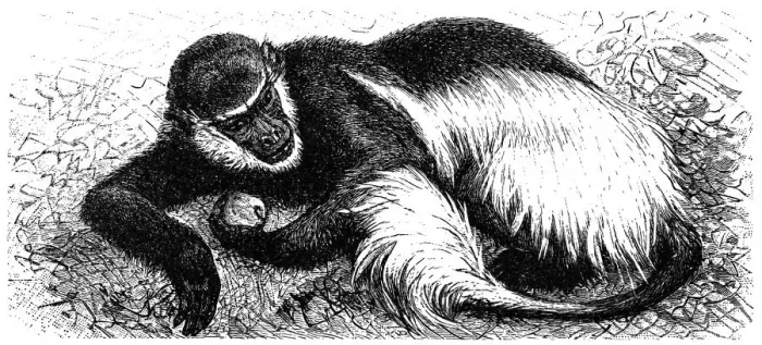 Framed Print : Mantled guereza (Colobus guereza)