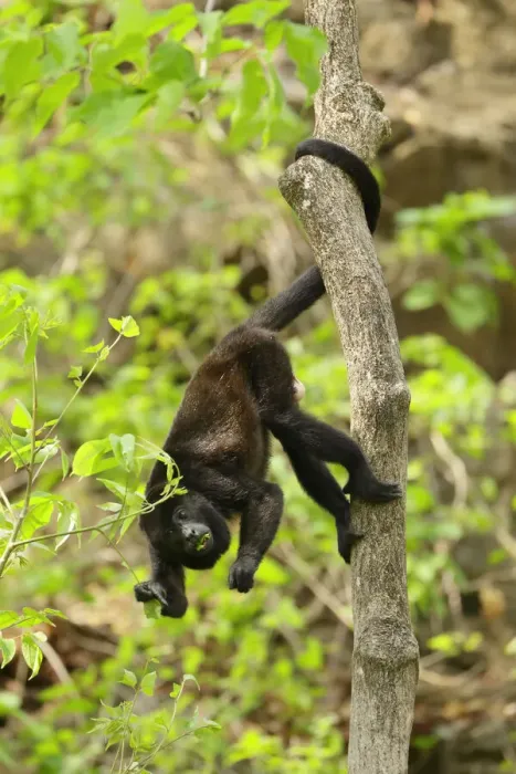 Framed Print : Mantled Howler Monkey Framed Print : Mantled Howler Monkey