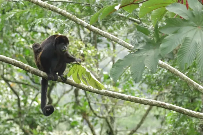 Framed Print : Mantled howler monkey Framed Print : Mantled howler monkey