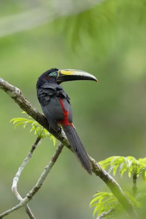 Framed Print : Many-banded Aracari (Pteroglossus pluricinctus) Framed Print : Many-banded Aracari (Pteroglossus pluricinctus)