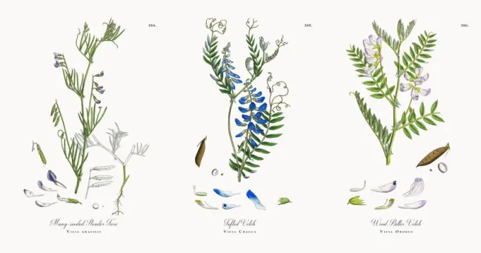 Framed Print : Many-seeded Slender Tare, Vicia gracilis, Victorian Botanical Illustration, 1863