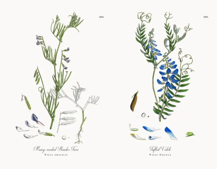 Framed Print : Many-seeded Slender Tare, Vicia gracilis, Victorian Botanical Illustration, 1863 Framed Print : Many-seeded Slender Tare, Vicia gracilis, Victorian Botanical Illustration, 1863
