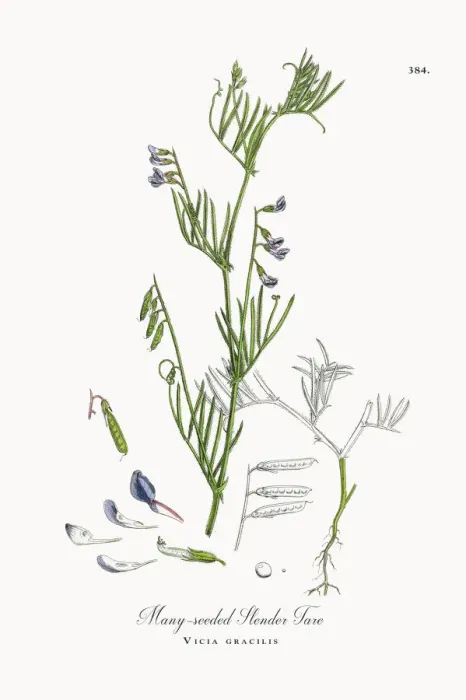 Framed Print : Many-seeded Slender Tare, Vicia gracilis, Victorian Botanical Illustration, 1863 Framed Print : Many-seeded Slender Tare, Vicia gracilis, Victorian Botanical Illustration, 1863