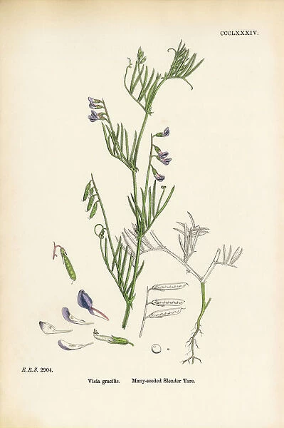 Many-seeded Slender Tare, Vicia gracilis, Victorian Botanical Illustration, 1863