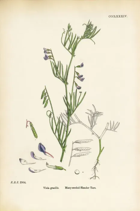 Framed Print : Many-seeded Slender Tare, Vicia gracilis, Victorian Botanical Illustration, 1863 Framed Print : Many-seeded Slender Tare, Vicia gracilis, Victorian Botanical Illustration, 1863