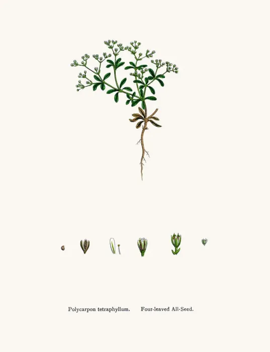 Framed Print : Manyseeds plant Framed Print : Manyseeds plant