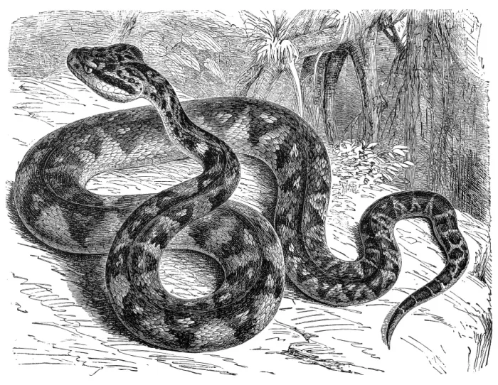 Framed Print : Mapepire zanana (Lachesis muta)
