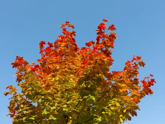 Framed Print : Maple -Acer sp. - with autumn colors Framed Print : Maple -Acer sp. - with autumn colors