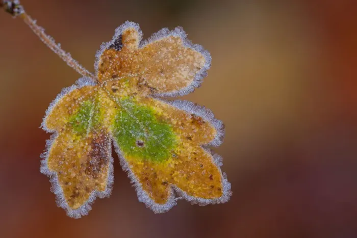 Framed Print : Maple -Acer sp. - leaf with hoarfrost, Afghanistan Framed Print : Maple -Acer sp. - leaf with hoarfrost, Afghanistan