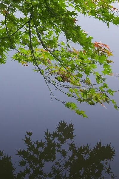 Maple bough hanging over lake, near Ryoanji Garden, Kyoto, Honshu, Japan