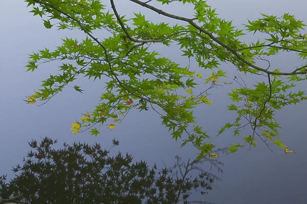 Maple bough hanging over lake, near Ryoanji Garden, Kyoto, Honshu, Japan