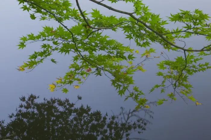 Framed Print : Maple bough hanging over lake, near Ryoanji Garden, Kyoto, Honshu, Japan Framed Print : Maple bough hanging over lake, near Ryoanji Garden, Kyoto, Honshu, Japan