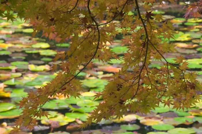 Framed Print : Maple bough with lily pad-covered lake in background, near Ryoanji Garden, Kyoto, Honshu, Japan Framed Print : Maple bough with lily pad-covered lake in background, near Ryoanji Garden, Kyoto, Honshu, Japan