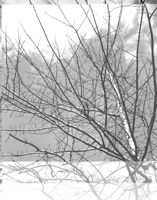 Framed Print : Maple Buds Framed Print : Maple Buds
