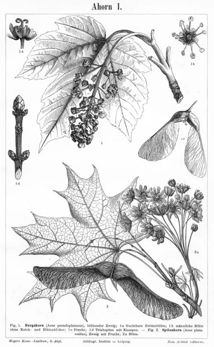 Framed Print : Maple engraving 1895 Framed Print : Maple engraving 1895