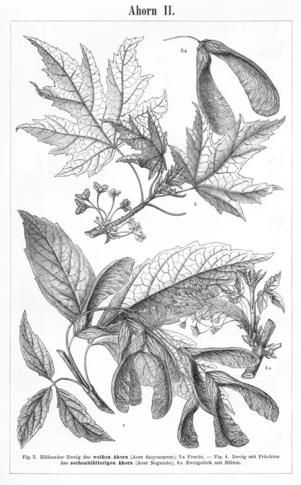Framed Print : Maple engraving 1895 Framed Print : Maple engraving 1895