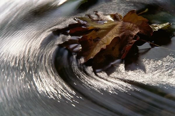 Maple leaf (Acer sp. ) in stream, water swirling