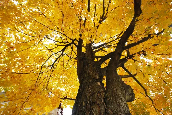 Framed Print : Maple Tree Framed Print : Maple Tree