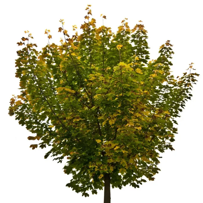 Framed Print : Maple tree (Acer) Framed Print : Maple tree (Acer)