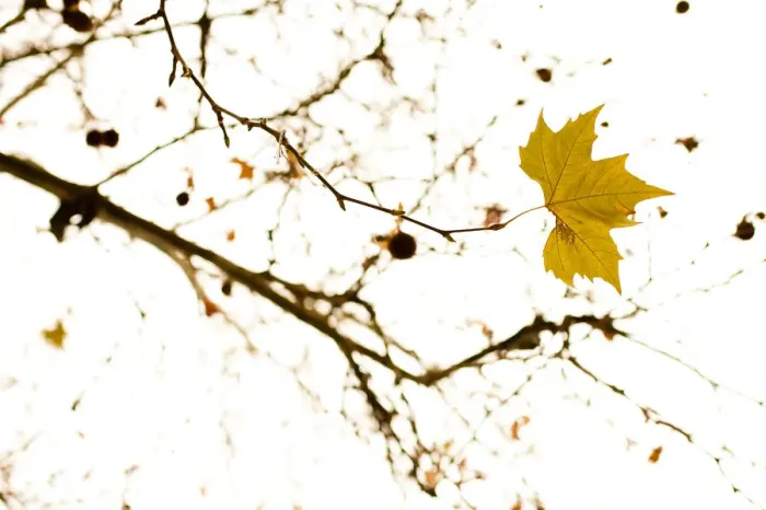 Framed Print : Maple tree (Acer) in winter Framed Print : Maple tree (Acer) in winter