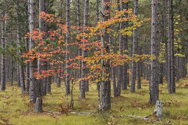 Maple Tree with autumn colors in pine forest, Upper Peninsula of Michigan, USA