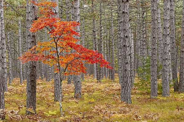 Maple Tree with autumn colors in pine forest, Upper Peninsula of Michigan, USA