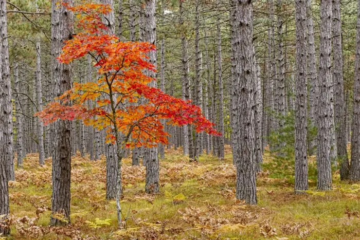 Framed Print : Maple Tree with autumn colors in pine forest, Upper Peninsula of Michigan, USA