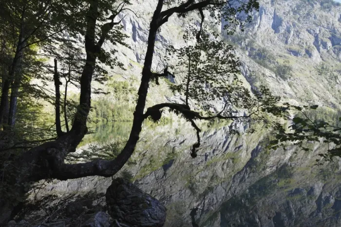 Framed Print : Maple tree on Lake Obersee, Berchtesgaden Alps, Nationalpark Berchtesgaden national park, Berchtesgadener Land, Upper Bavaria, Bavaria, Germany, Europe Framed Print : Maple tree on Lake Obersee, Berchtesgaden Alps, Nationalpark Berchtesgaden national park, Berchtesgadener Land, Upper Bavaria, Bavaria, Germany, Europe