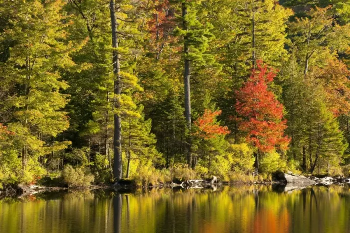 Framed Print : Maple tree and pine trees in autumn, West Bolton, Quebec, Canada Framed Print : Maple tree and pine trees in autumn, West Bolton, Quebec, Canada