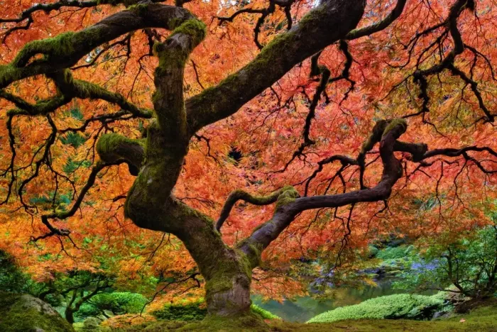Framed Print : Maple tree at portland Japanese garden in fall Framed Print : Maple tree at portland Japanese garden in fall