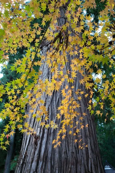 Framed Print : Maple tree at Shirakawa-go