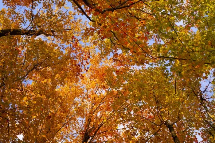 Framed Print : Maple trees -Acer- with bright autumn coloured leaves, Sutton, Eastern Townships, Quebec Province, Canada Framed Print : Maple trees -Acer- with bright autumn coloured leaves, Sutton, Eastern Townships, Quebec Province, Canada