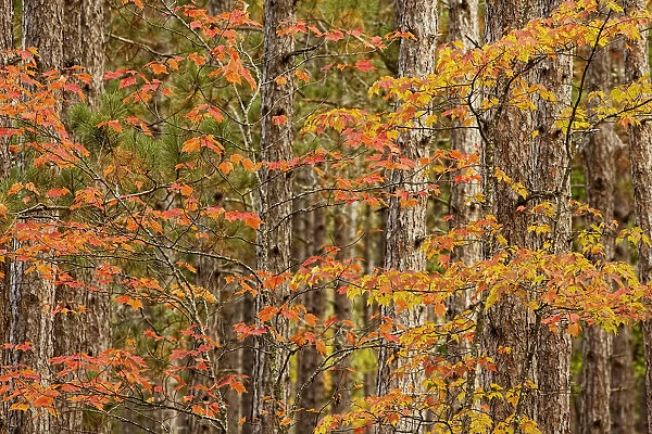 Maple trees in fall colors, Hiawatha National Forest, Upper Peninsula of Michigan, USA