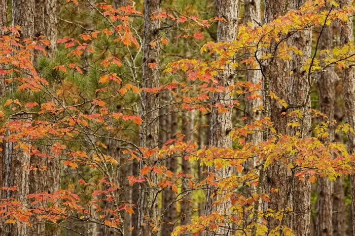 Framed Print : Maple trees in fall colors, Hiawatha National Forest, Upper Peninsula of Michigan, USA Framed Print : Maple trees in fall colors, Hiawatha National Forest, Upper Peninsula of Michigan, USA
