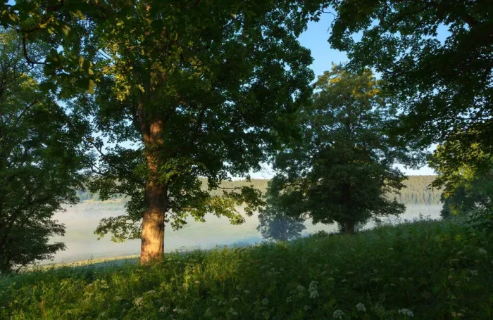 Framed Print : Maple trees on a misty early morning meadow Framed Print : Maple trees on a misty early morning meadow
