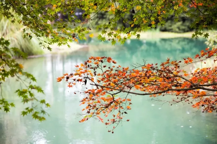 Framed Print : Maple trees in the Prince Bay Park, Hangzhou