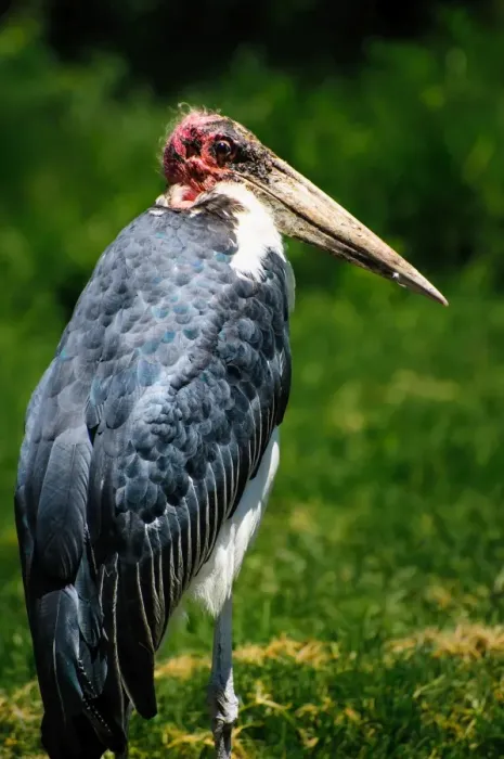 Framed Print : Marabou Stalk