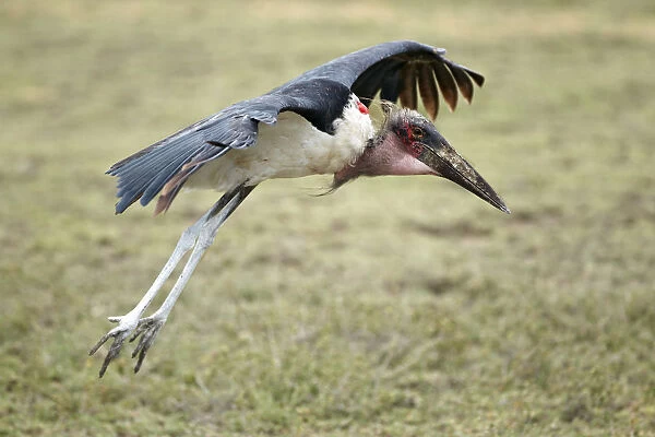 Marabou Stork -Leptoptilos crumeniferus- approaching to land, Serengeti, Tanzania, Africa