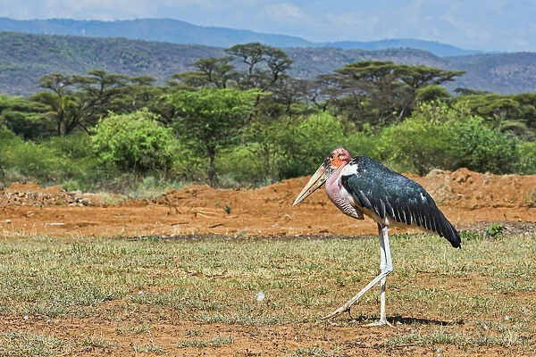 Marabou Stork -Leptoptilos crumeniferus- in the countryside, Kenya