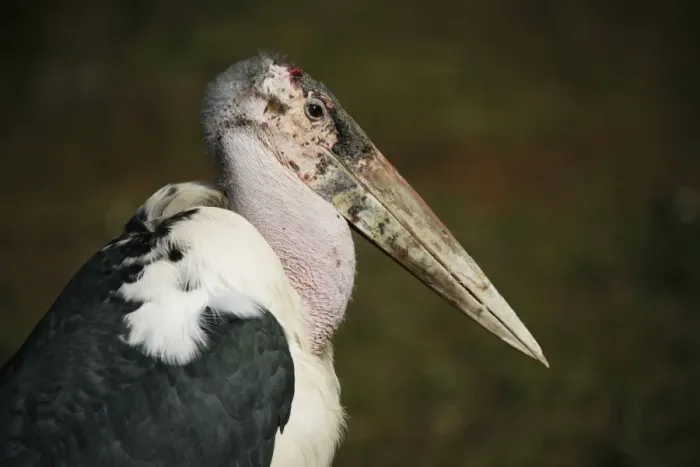 Framed Print : Marabou Stork -Leptoptilos crumeniferus-, captive, Germany