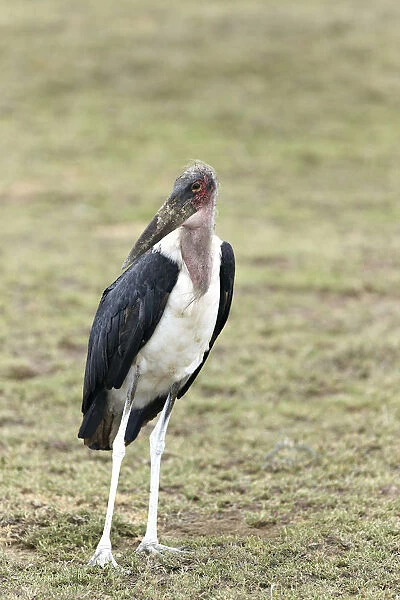Marabou Stork -Leptoptilos crumeniferus-, standing, Serengeti, Tanzania, Africa