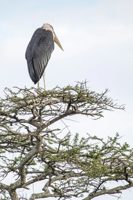 Framed Print : Marabou stork perched on an acacia tree Framed Print : Marabou stork perched on an acacia tree