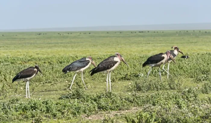 Framed Print : Marabou Storks -Leptoptilos crumeniferus-, Serengeti, Tanzania Framed Print : Marabou Storks -Leptoptilos crumeniferus-, Serengeti, Tanzania